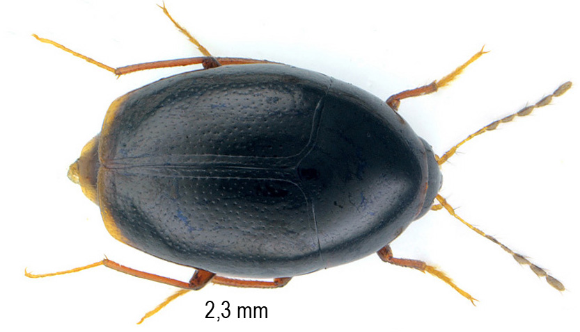 Scaphisoma assimile Erichson, 1845